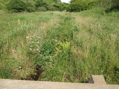 ひょうたん池草莽